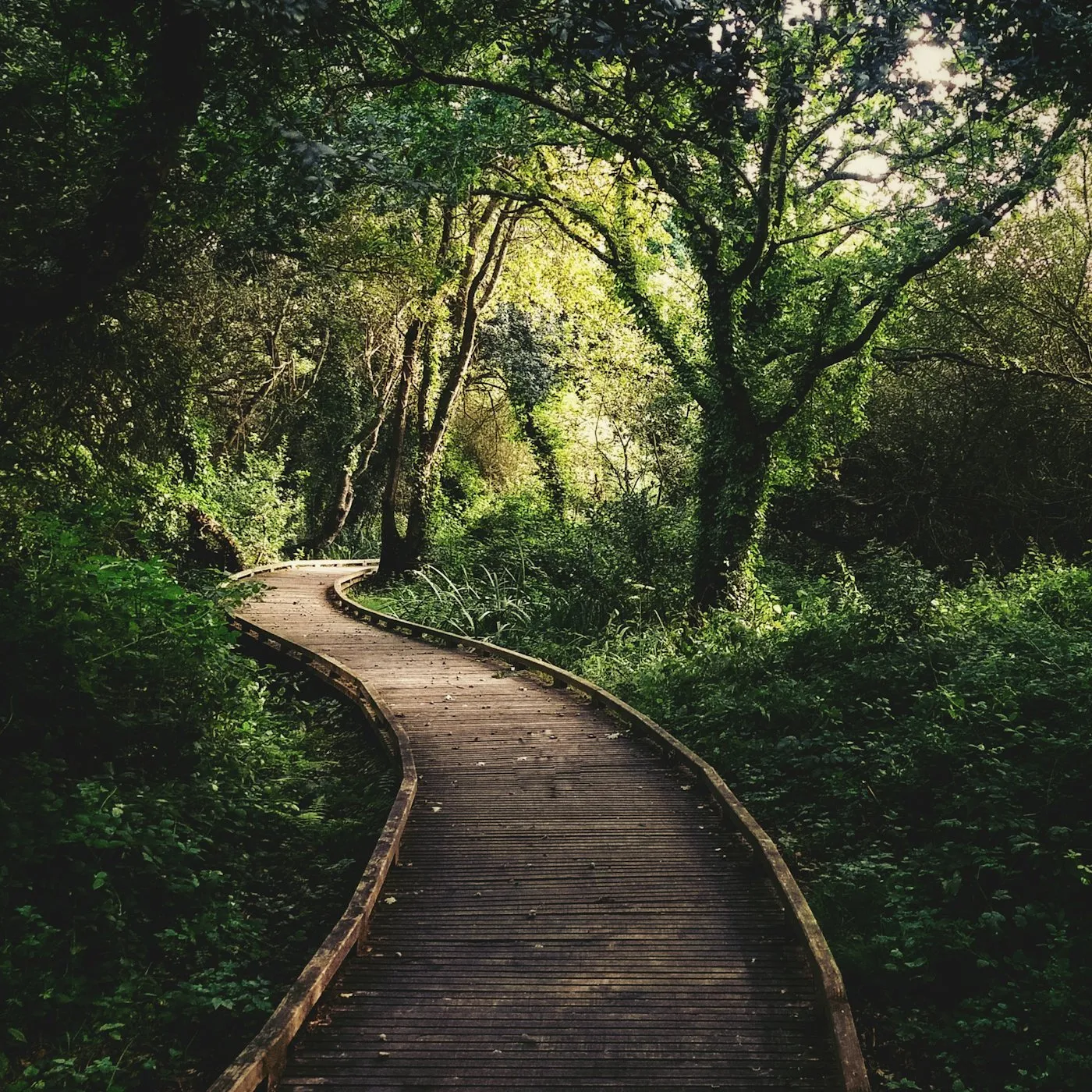 A wooden path running through a green grove.